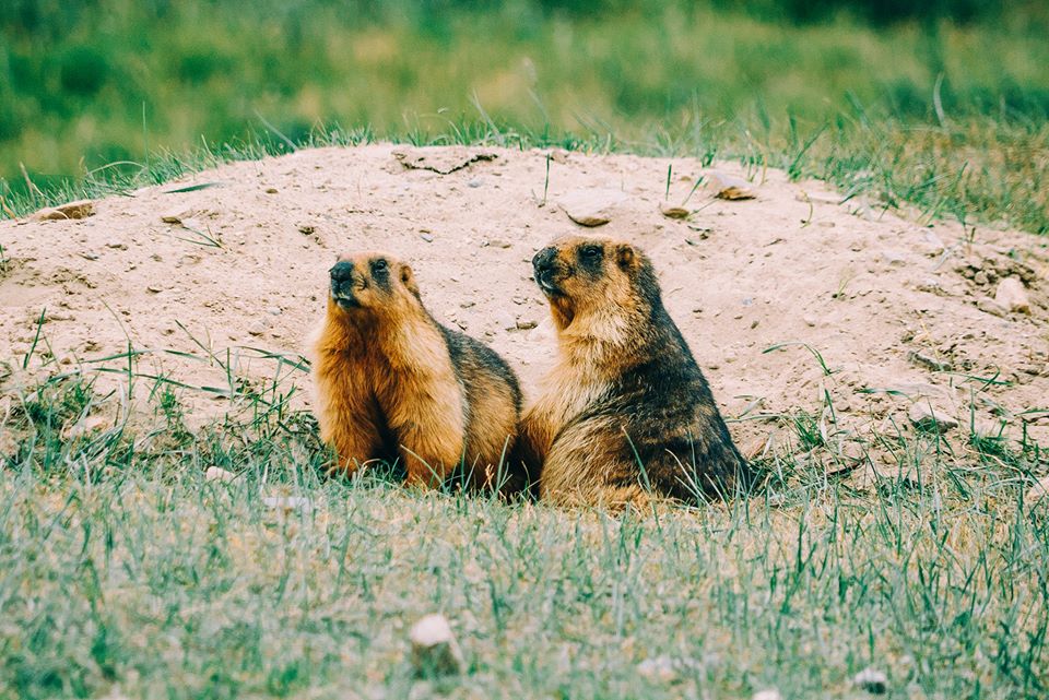 Ladakh - Tiểu Tây Tạng của Ấn Độ: Đừng đến nếu bạn thích an nhàn! - Ảnh 15. Ladakh - Tiểu Tây Tạng của Ấn Độ: Đừng đến nếu bạn thích an nhàn! - Ảnh 15.