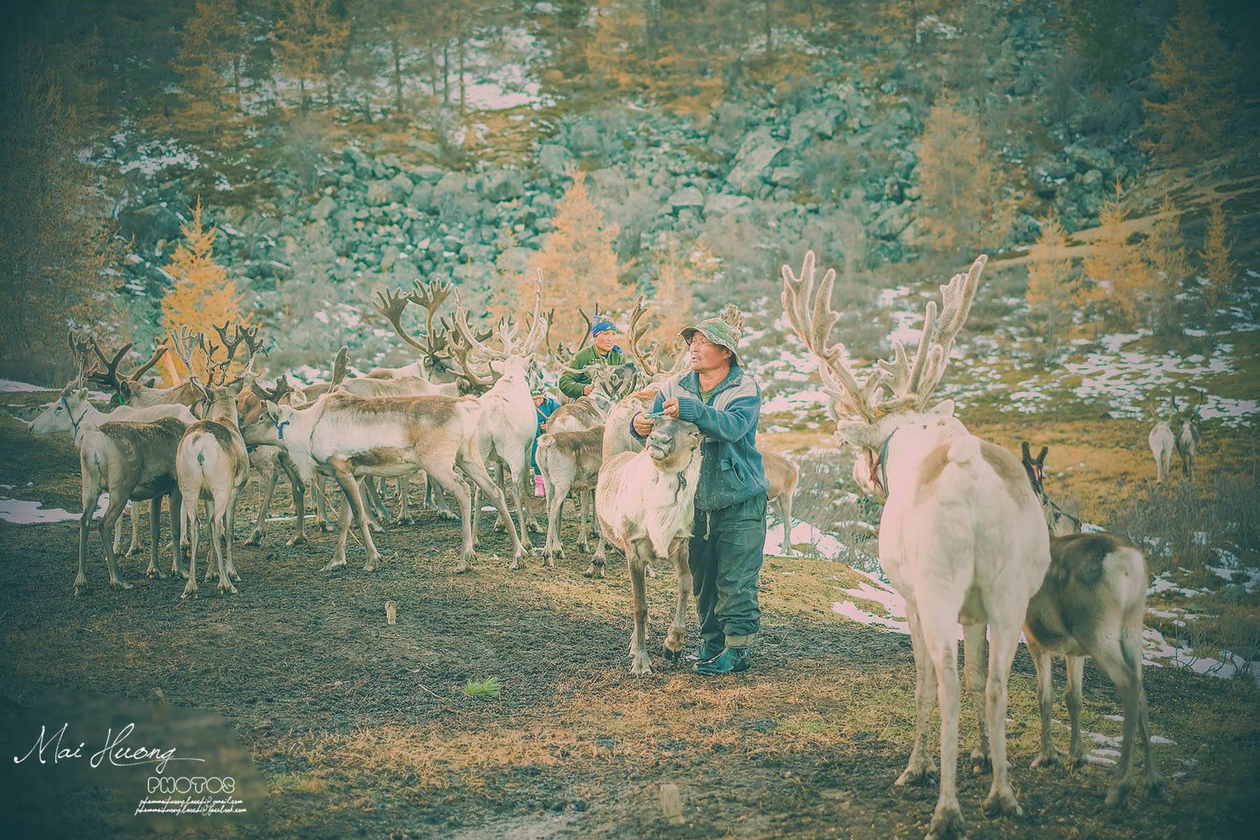 Một bộ ảnh không thể đẹp và cảm xúc hơn về chuyến hành trình tới bộ lạc tuần lộc cuối cùng ở Mông Cổ! - Ảnh 14. Một bộ ảnh không thể đẹp và cảm xúc hơn về chuyến hành trình tới bộ lạc tuần lộc cuối cùng ở Mông Cổ! - Ảnh 14.