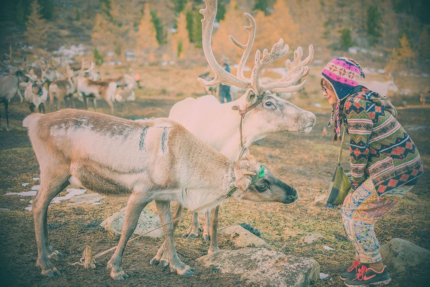 Một bộ ảnh không thể đẹp và cảm xúc hơn về chuyến hành trình tới bộ lạc tuần lộc cuối cùng ở Mông Cổ! - Ảnh 2. Một bộ ảnh không thể đẹp và cảm xúc hơn về chuyến hành trình tới bộ lạc tuần lộc cuối cùng ở Mông Cổ! - Ảnh 2.