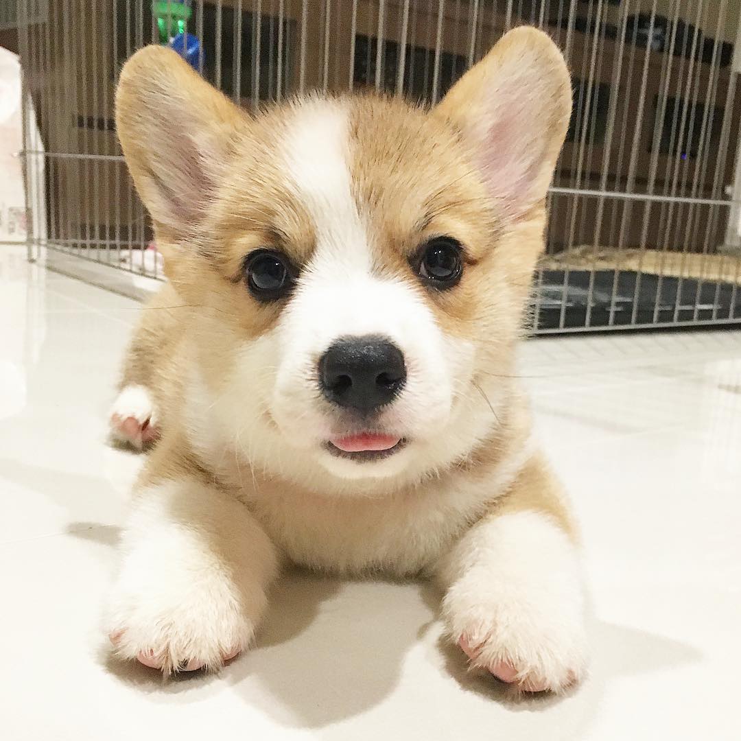 Siêu đáng yêu: Em cún Corgi mặt ngố, chân ngắn và cuộc chiến không cân sức với cái cầu thang - Ảnh 4. Siêu đáng yêu: Em cún Corgi mặt ngố, chân ngắn và cuộc chiến không cân sức với cái cầu thang - Ảnh 4.