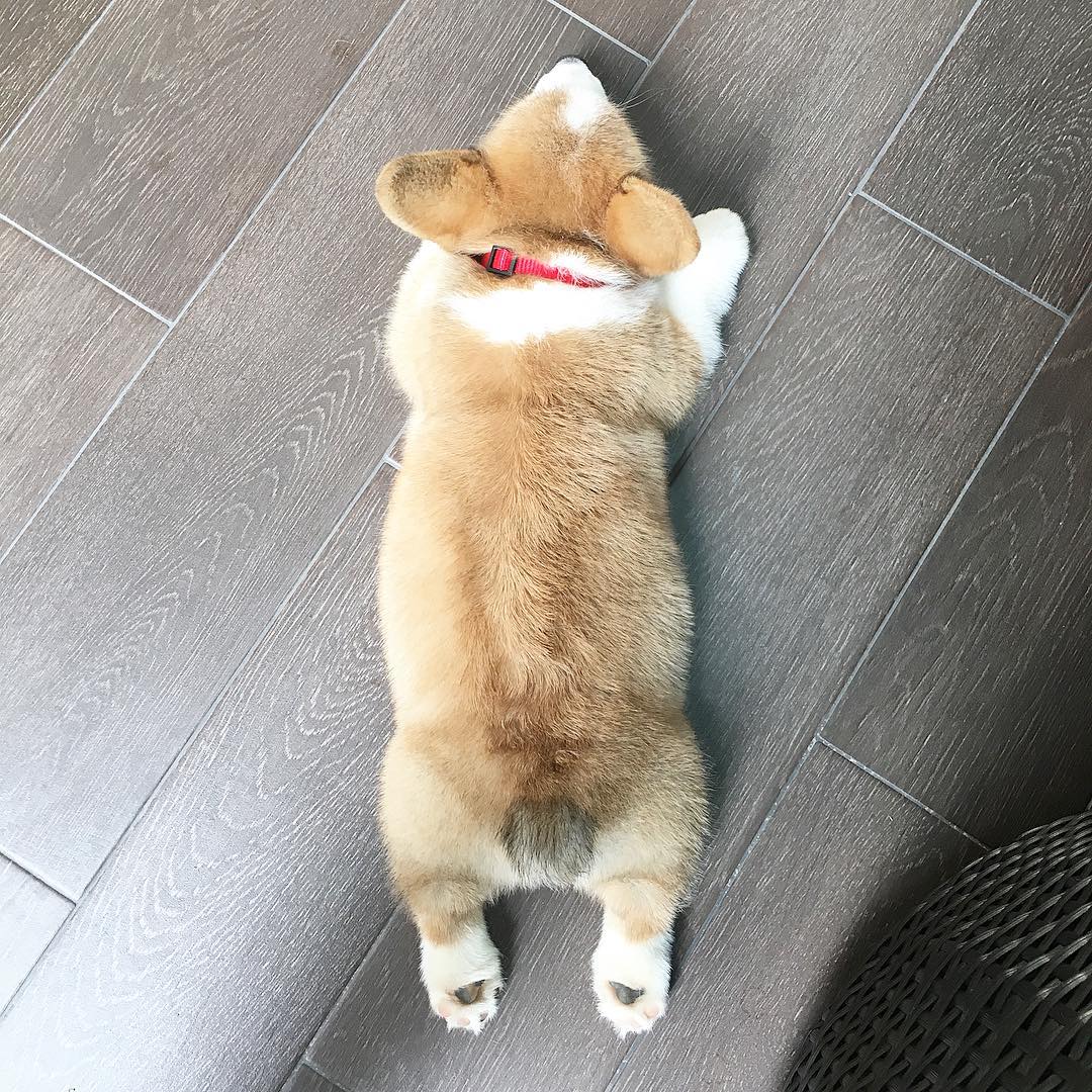 Siêu đáng yêu: Em cún Corgi mặt ngố, chân ngắn và cuộc chiến không cân sức với cái cầu thang - Ảnh 12. Siêu đáng yêu: Em cún Corgi mặt ngố, chân ngắn và cuộc chiến không cân sức với cái cầu thang - Ảnh 12.