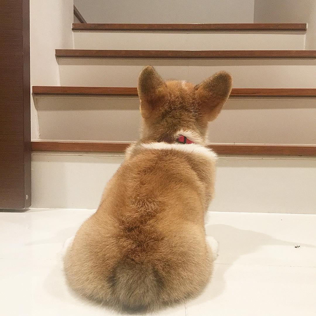 Siêu đáng yêu: Em cún Corgi mặt ngố, chân ngắn và cuộc chiến không cân sức với cái cầu thang - Ảnh 13. Siêu đáng yêu: Em cún Corgi mặt ngố, chân ngắn và cuộc chiến không cân sức với cái cầu thang - Ảnh 13.