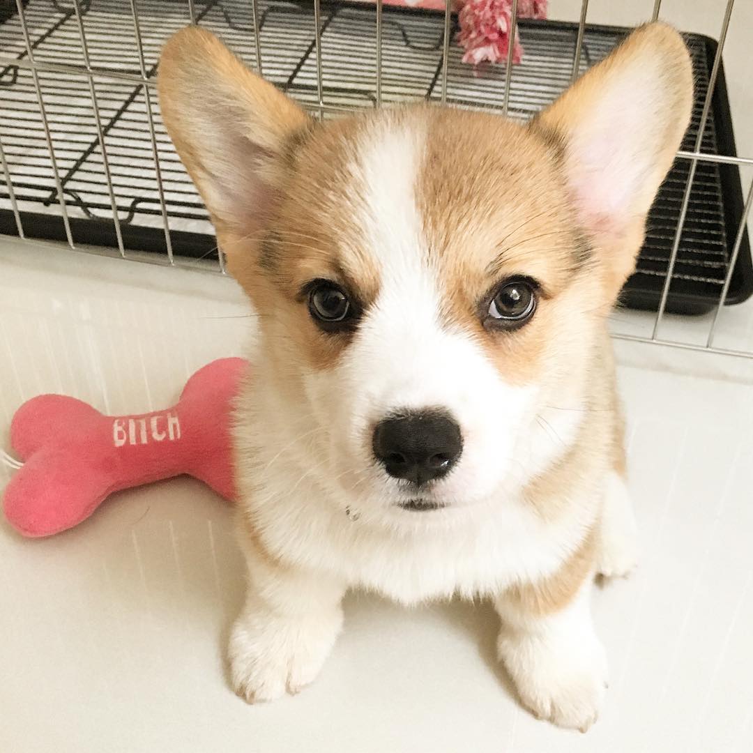 Siêu đáng yêu: Em cún Corgi mặt ngố, chân ngắn và cuộc chiến không cân sức với cái cầu thang - Ảnh 8. Siêu đáng yêu: Em cún Corgi mặt ngố, chân ngắn và cuộc chiến không cân sức với cái cầu thang - Ảnh 8.