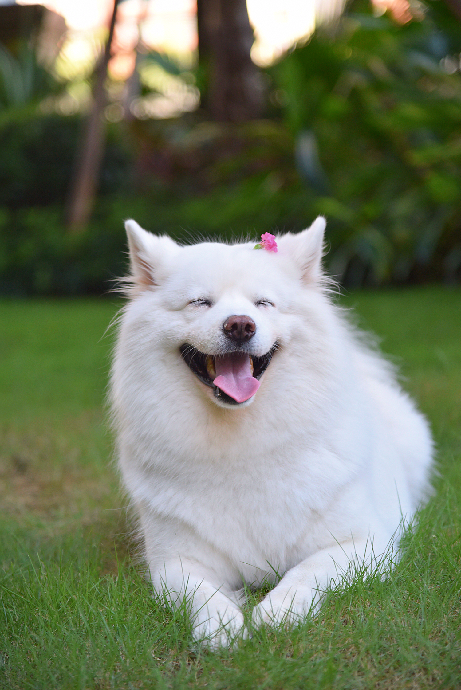 Nhà có một em cún nghịch, một bé mèo chảnh - cứ chí choé với nhau cũng phải! - Ảnh 25. Nhà có một em cún nghịch, một bé mèo chảnh - cứ chí choé với nhau cũng phải! - Ảnh 25.