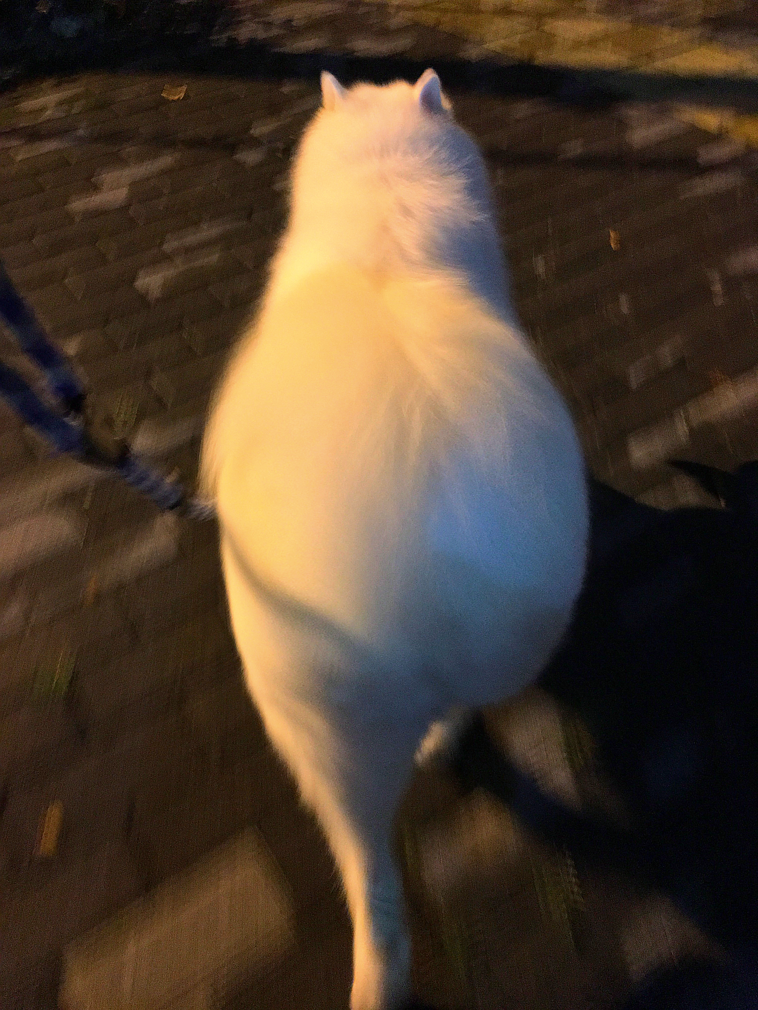 Nhà có một em cún nghịch, một bé mèo chảnh - cứ chí choé với nhau cũng phải! - Ảnh 28. Nhà có một em cún nghịch, một bé mèo chảnh - cứ chí choé với nhau cũng phải! - Ảnh 28.