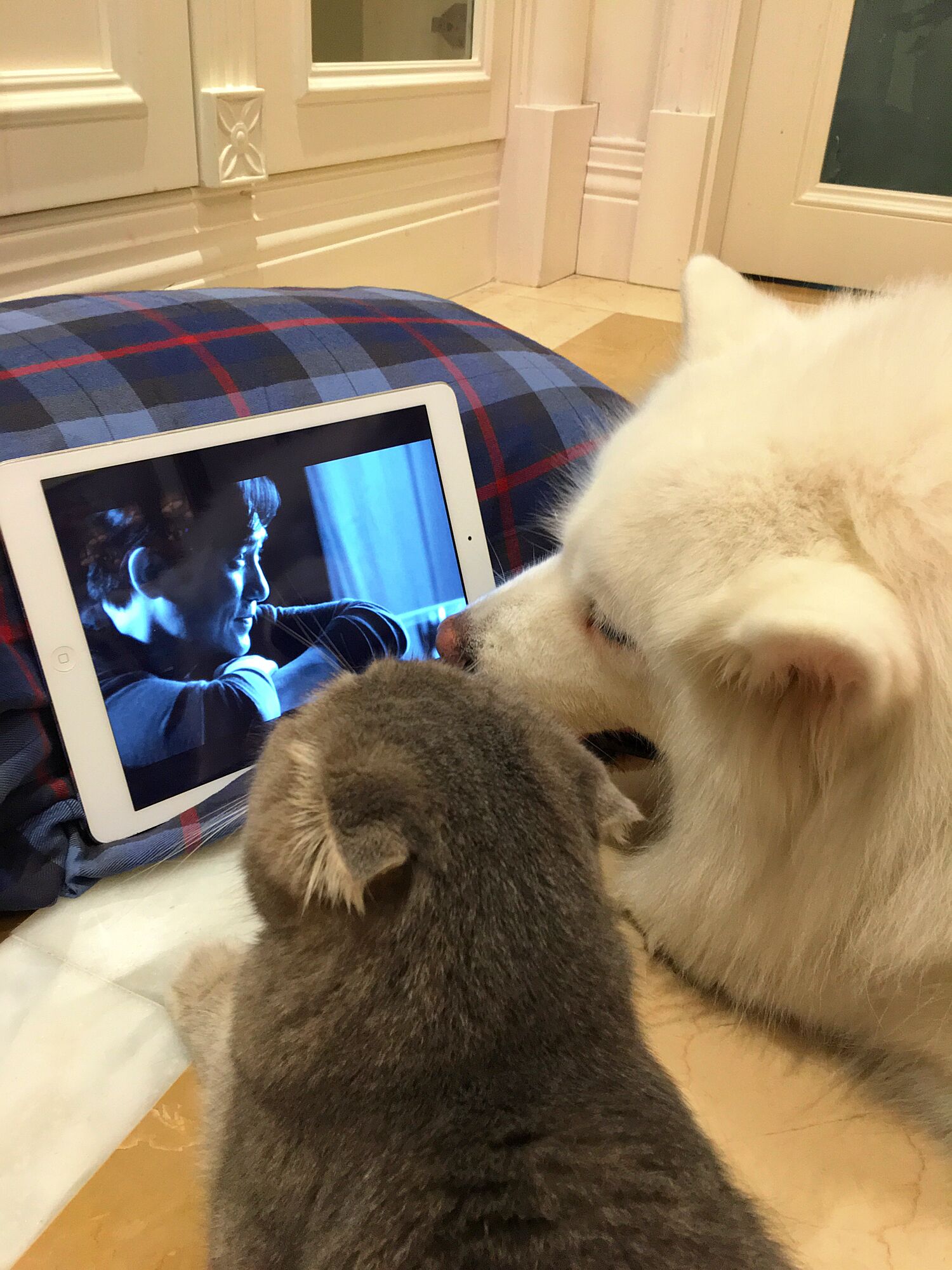 Nhà có một em cún nghịch, một bé mèo chảnh - cứ chí choé với nhau cũng phải! - Ảnh 29. Nhà có một em cún nghịch, một bé mèo chảnh - cứ chí choé với nhau cũng phải! - Ảnh 29.