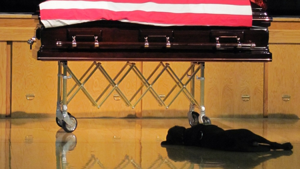 Vì sao có những chú chó chờ đợi hàng năm trời bên mộ của chủ nhân? - Ảnh 6. Vì sao có những chú chó chờ đợi hàng năm trời bên mộ của chủ nhân? - Ảnh 6.