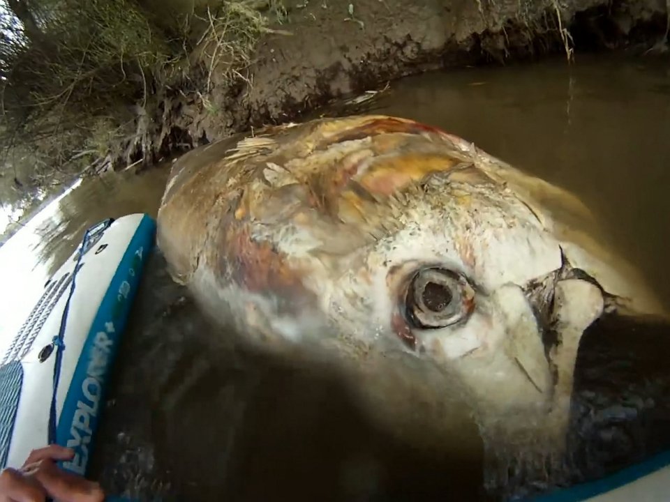 Tìm thấy siêu cá ngừ khổng lồ to bằng một con bò - Ảnh 5. Tìm thấy siêu cá ngừ khổng lồ to bằng một con bò - Ảnh 5.