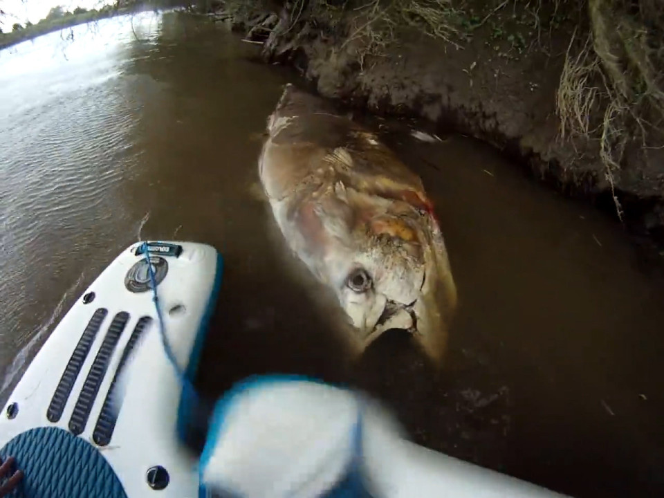 Tìm thấy siêu cá ngừ khổng lồ to bằng một con bò - Ảnh 2. Tìm thấy siêu cá ngừ khổng lồ to bằng một con bò - Ảnh 2.