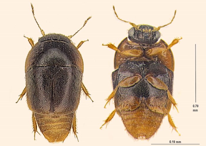 Rết khổng lồ bơi nhanh như lươn và 4 quái vật mới được phát hiện năm 2016 - Ảnh 6. Rết khổng lồ bơi nhanh như lươn và 4 quái vật mới được phát hiện năm 2016 - Ảnh 6.