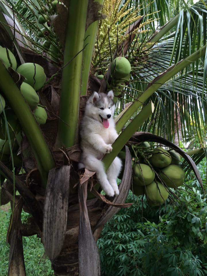 Chùm ảnh chế về chú chó Husky cưỡi cành dừa đi khám phá thế gian - Ảnh 1. Chùm ảnh chế về chú chó Husky cưỡi cành dừa đi khám phá thế gian - Ảnh 1.