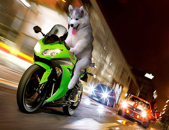 Chùm ảnh chế của chú chó Husky ngã cây nhất quả đất - Ảnh 7. Chùm ảnh chế của chú chó Husky ngã cây nhất quả đất - Ảnh 7.