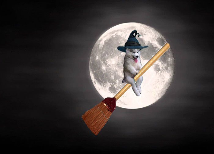 Chùm ảnh chế của chú chó Husky ngã cây nhất quả đất - Ảnh 11. Chùm ảnh chế của chú chó Husky ngã cây nhất quả đất - Ảnh 11.