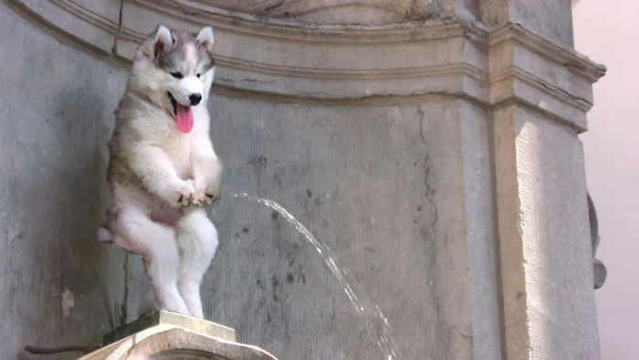 Chùm ảnh chế của chú chó Husky ngã cây nhất quả đất - Ảnh 15. Chùm ảnh chế của chú chó Husky ngã cây nhất quả đất - Ảnh 15.