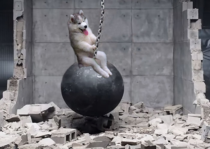Chùm ảnh chế của chú chó Husky ngã cây nhất quả đất - Ảnh 17. Chùm ảnh chế của chú chó Husky ngã cây nhất quả đất - Ảnh 17.