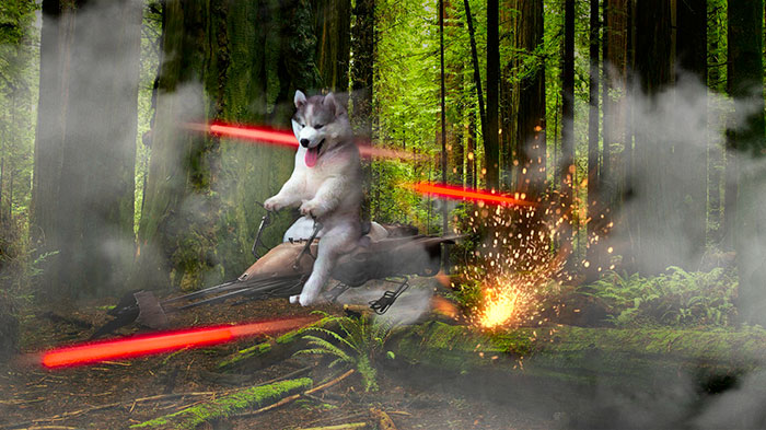 Chùm ảnh chế của chú chó Husky ngã cây nhất quả đất - Ảnh 21. Chùm ảnh chế của chú chó Husky ngã cây nhất quả đất - Ảnh 21.
