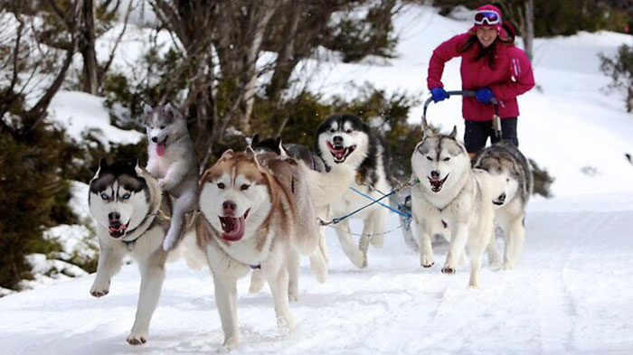 Chùm ảnh chế của chú chó Husky ngã cây nhất quả đất - Ảnh 23. Chùm ảnh chế của chú chó Husky ngã cây nhất quả đất - Ảnh 23.