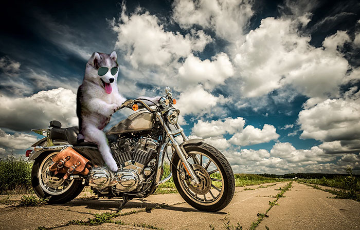 Chùm ảnh chế của chú chó Husky ngã cây nhất quả đất - Ảnh 25. Chùm ảnh chế của chú chó Husky ngã cây nhất quả đất - Ảnh 25.