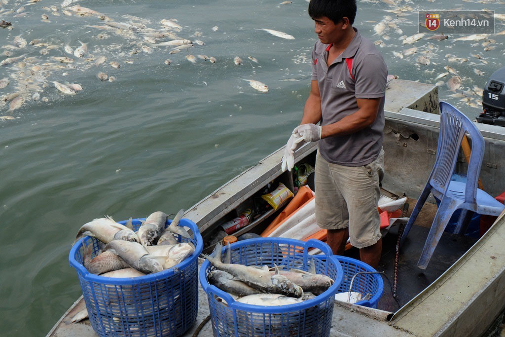 Gần 80 tấn cá chết được thu gom, chưa bao giờ Hồ Tây chết nhiều cá đến thế! - Ảnh 3. Gần 80 tấn cá chết được thu gom, chưa bao giờ Hồ Tây chết nhiều cá đến thế! - Ảnh 3.