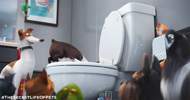 Điểm danh dàn thú cưng đẳng cấp trong The Secret Life Of Pets - Ảnh 2. Điểm danh dàn thú cưng đẳng cấp trong The Secret Life Of Pets - Ảnh 2.