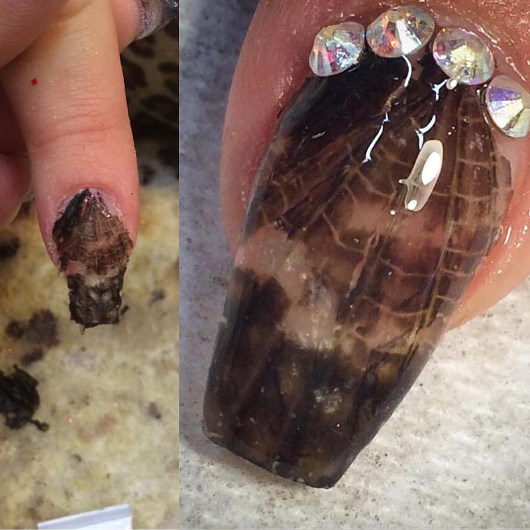 Có cho tiền cũng ít người dám chạy đua theo mốt đính xác động vật lên móng tay - Ảnh 7. Có cho tiền cũng ít người dám chạy đua theo mốt đính xác động vật lên móng tay - Ảnh 7.