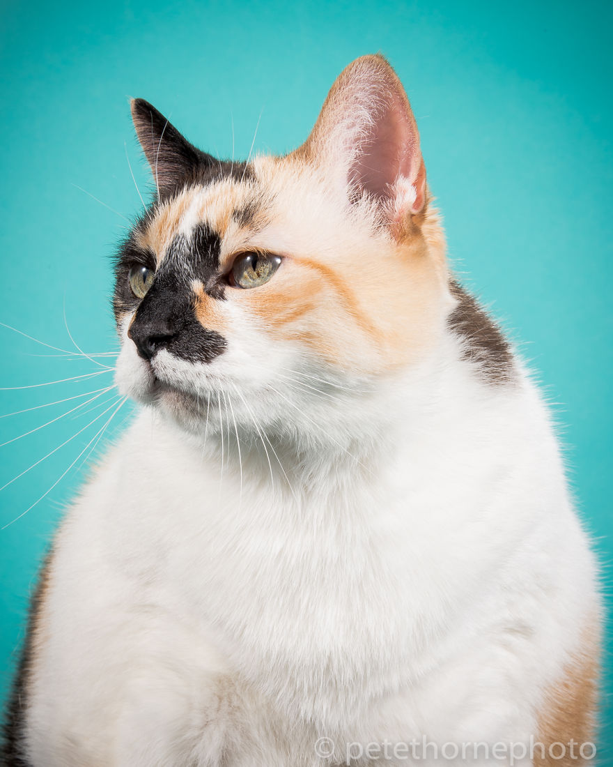 Chân dung 14 em mèo mập nhưng vẫn tấp nập người theo - Ảnh 2. Chân dung 14 em mèo mập nhưng vẫn tấp nập người theo - Ảnh 2.