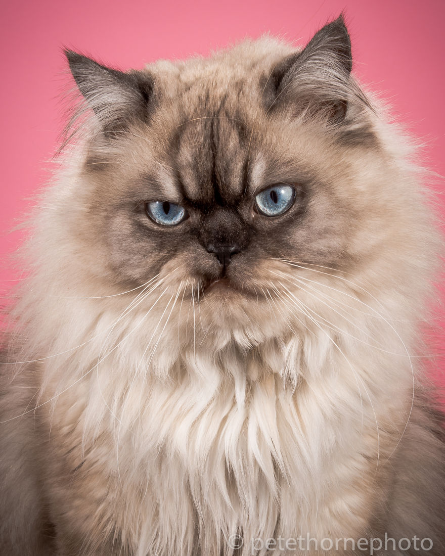 Chân dung 14 em mèo mập nhưng vẫn tấp nập người theo - Ảnh 4. Chân dung 14 em mèo mập nhưng vẫn tấp nập người theo - Ảnh 4.