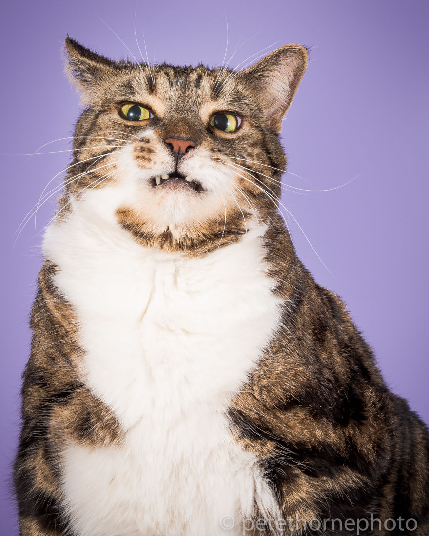 Chân dung 14 em mèo mập nhưng vẫn tấp nập người theo - Ảnh 7. Chân dung 14 em mèo mập nhưng vẫn tấp nập người theo - Ảnh 7.