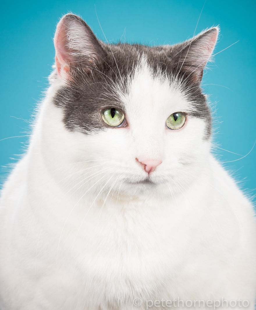 Chân dung 14 em mèo mập nhưng vẫn tấp nập người theo - Ảnh 9. Chân dung 14 em mèo mập nhưng vẫn tấp nập người theo - Ảnh 9.