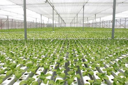 “Mục sở thị” công nghệ nông nghiệp đỉnh cao của Israel tại VinEco - Ảnh 1.