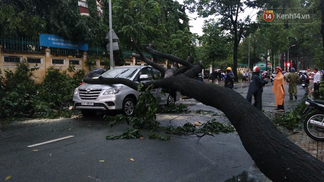 Sài Gòn lại ngập sau trận mưa thứ 3 liên tiếp, cây xanh gãy đổ khắp nơi - Ảnh 4.