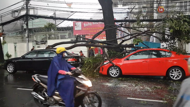 Sài Gòn lại ngập sau trận mưa thứ 3 liên tiếp, cây xanh gãy đổ khắp nơi - Ảnh 2.
