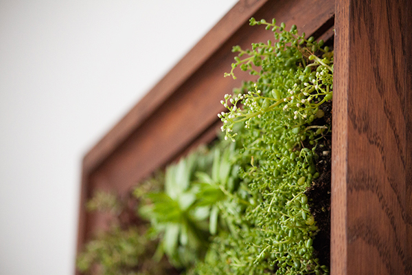 Tự chế vườn treo tường làm background “tự sướng” chuẩn như trên Instagram - Ảnh 8.