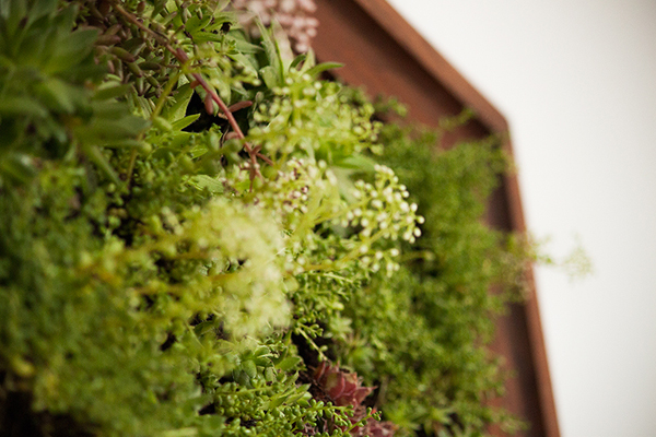 Tự chế vườn treo tường làm background “tự sướng” chuẩn như trên Instagram - Ảnh 9.