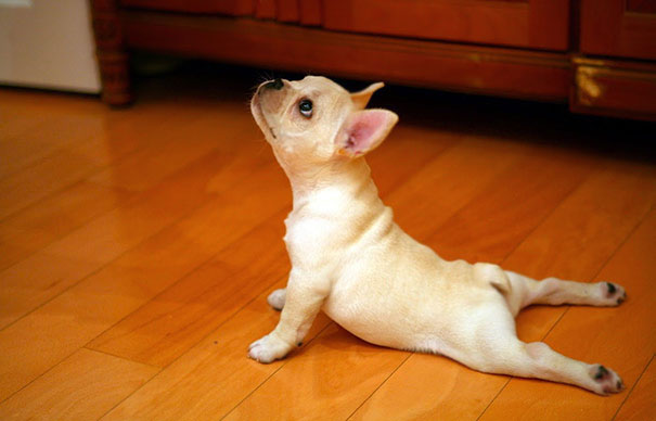 16 bé động vật biết tập yoga dẻo hơn cả bạn - Ảnh 11.