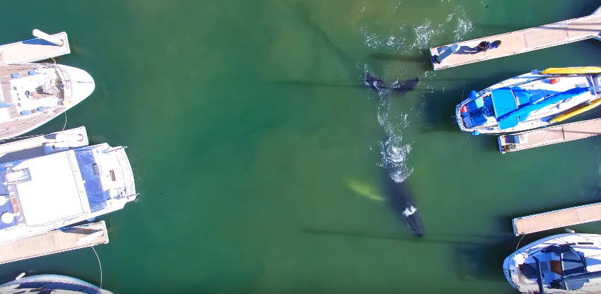 Chú cá voi lưng gù con bơi lạc trên bến cảng, ngư dân háo hức chạy ra xem - Ảnh 2. Chú cá voi lưng gù con bơi lạc trên bến cảng, ngư dân háo hức chạy ra xem - Ảnh 2.