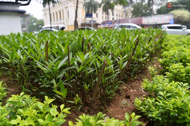 Hà Nội cắm cọc tre nhọn hoắt bảo vệ vườn hoa ở Nhà hát lớn khiến nhiều người lo lắng - Ảnh 4.