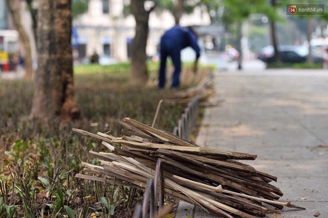 Hà Nội cắm cọc tre nhọn hoắt bảo vệ vườn hoa ở Nhà hát lớn khiến nhiều người lo lắng - Ảnh 8.