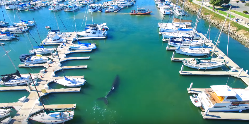 Chú cá voi lưng gù con bơi lạc trên bến cảng, ngư dân háo hức chạy ra xem - Ảnh 3. Chú cá voi lưng gù con bơi lạc trên bến cảng, ngư dân háo hức chạy ra xem - Ảnh 3.