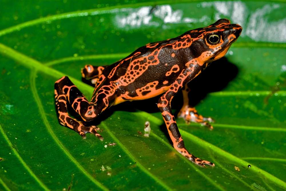 4 sinh vật có thể trở về được từ cõi chết trong niềm hân hoan của khoa học - Ảnh 3. 4 sinh vật có thể trở về được từ cõi chết trong niềm hân hoan của khoa học - Ảnh 3.