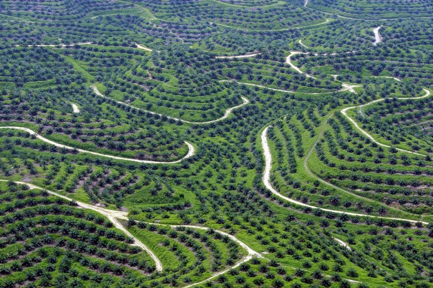 Trăn khổng lồ đang tấn công con người ngày càng nhiều, và lý do đằng sau khiến tất cả phải suy ngẫm - Ảnh 4. Trăn khổng lồ đang tấn công con người ngày càng nhiều, và lý do đằng sau khiến tất cả phải suy ngẫm - Ảnh 4.