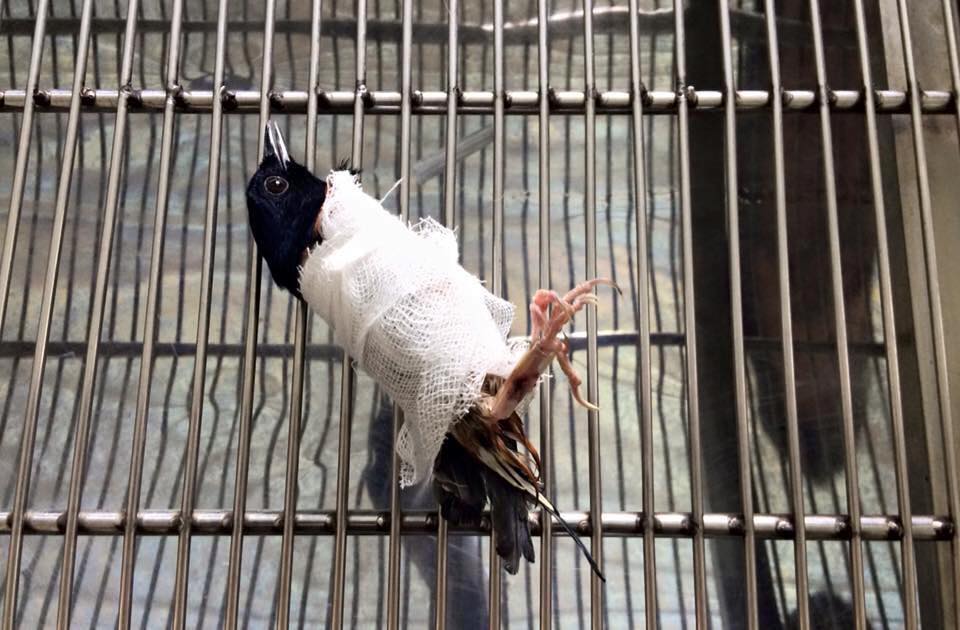 Dân mạng thắc mắc tại sao bị gãy chân vì mèo cào mà chú chim chích chòe lại được chủ băng bó toàn thân - Ảnh 2. Dân mạng thắc mắc tại sao bị gãy chân vì mèo cào mà chú chim chích chòe lại được chủ băng bó toàn thân - Ảnh 2.