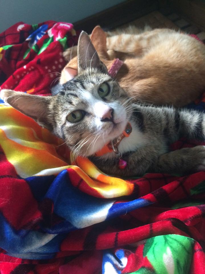 Dân mạng thắc mắc tại sao bị gãy chân vì mèo cào mà chú chim chích chòe lại được chủ băng bó toàn thân - Ảnh 4. Dân mạng thắc mắc tại sao bị gãy chân vì mèo cào mà chú chim chích chòe lại được chủ băng bó toàn thân - Ảnh 4.