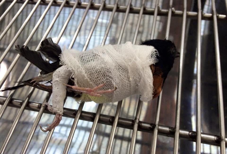 Dân mạng thắc mắc tại sao bị gãy chân vì mèo cào mà chú chim chích chòe lại được chủ băng bó toàn thân - Ảnh 3. Dân mạng thắc mắc tại sao bị gãy chân vì mèo cào mà chú chim chích chòe lại được chủ băng bó toàn thân - Ảnh 3.