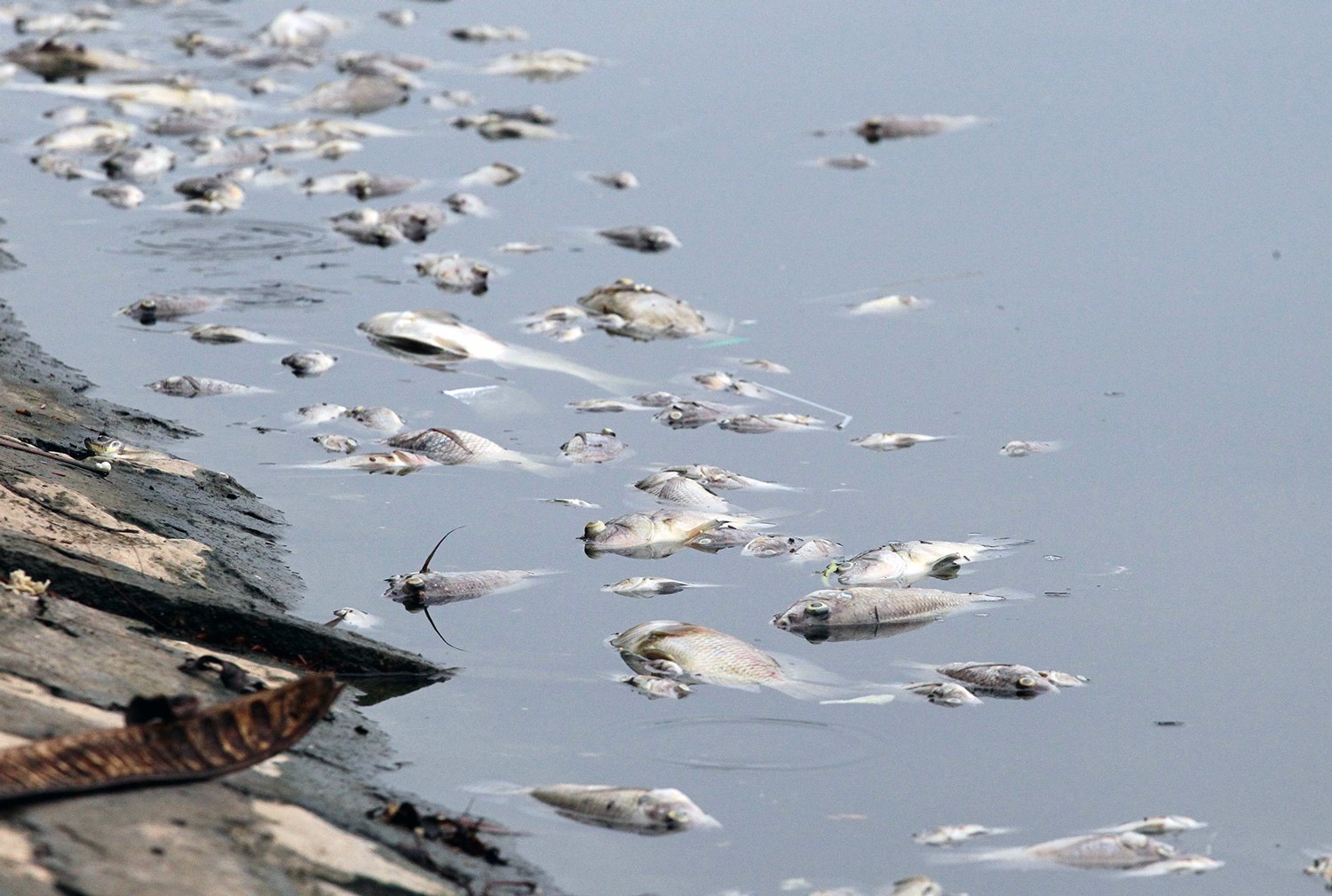 Hà Nội: Cá chết la liệt, nổi trắng mặt hồ Hoàng Cầu - Ảnh 4. Hà Nội: Cá chết la liệt, nổi trắng mặt hồ Hoàng Cầu - Ảnh 4.