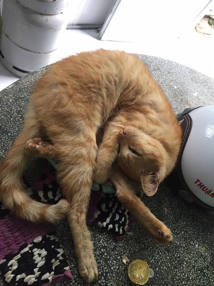 Câu chuyện về chú mèo sống cùng gia đình 20 năm ngày càng già yếu khiến cư dân mạng cảm động - Ảnh 4. Câu chuyện về chú mèo sống cùng gia đình 20 năm ngày càng già yếu khiến cư dân mạng cảm động - Ảnh 4.