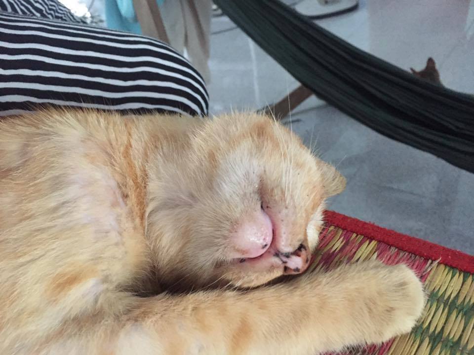 Câu chuyện về chú mèo sống cùng gia đình 20 năm ngày càng già yếu khiến cư dân mạng cảm động - Ảnh 3. Câu chuyện về chú mèo sống cùng gia đình 20 năm ngày càng già yếu khiến cư dân mạng cảm động - Ảnh 3.