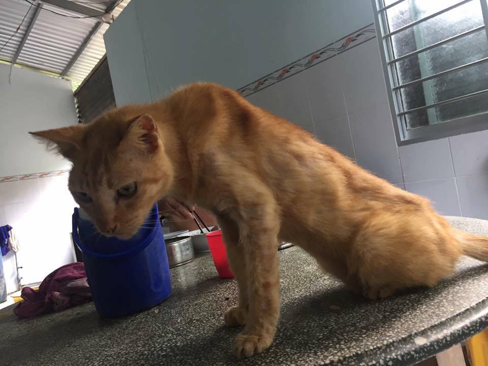 Câu chuyện về chú mèo sống cùng gia đình 20 năm ngày càng già yếu khiến cư dân mạng cảm động - Ảnh 5. Câu chuyện về chú mèo sống cùng gia đình 20 năm ngày càng già yếu khiến cư dân mạng cảm động - Ảnh 5.