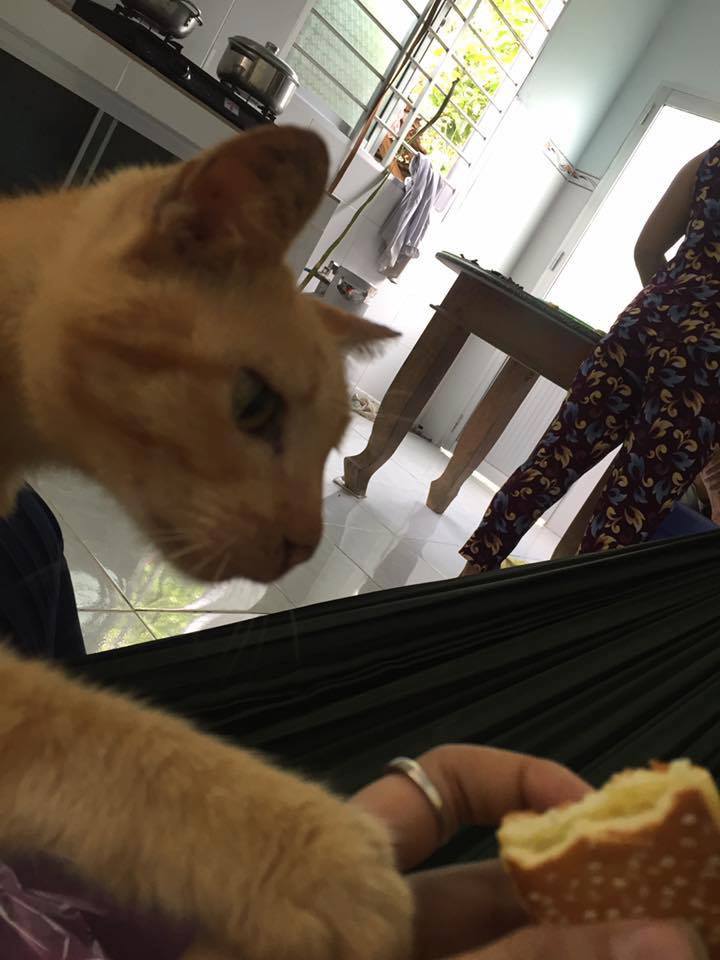 Câu chuyện về chú mèo sống cùng gia đình 20 năm ngày càng già yếu khiến cư dân mạng cảm động - Ảnh 6. Câu chuyện về chú mèo sống cùng gia đình 20 năm ngày càng già yếu khiến cư dân mạng cảm động - Ảnh 6.