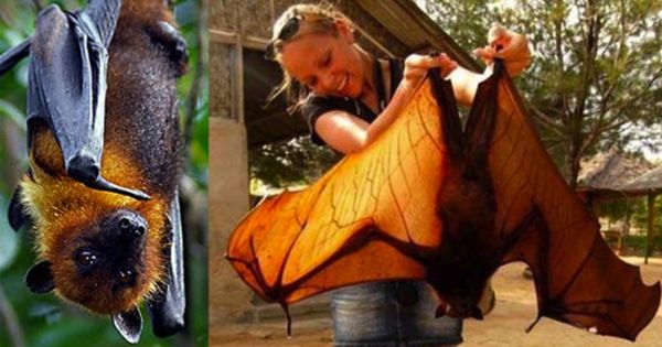 Nghĩ dơi là đáng sợ? Tất cả sẽ tan biến sau khi xem clip này - Ảnh 4. Nghĩ dơi là đáng sợ? Tất cả sẽ tan biến sau khi xem clip này - Ảnh 4.